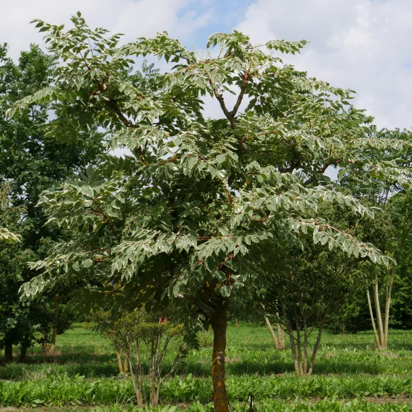 Aralia elata 'Variegata' – Aralia elata 'Variegata'