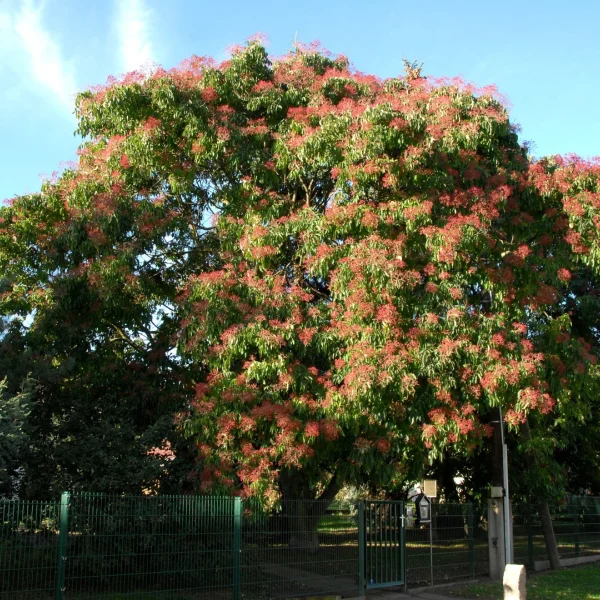 Tetradium daniellii var. hupehensis – Tetradium daniellii var. hupehensis