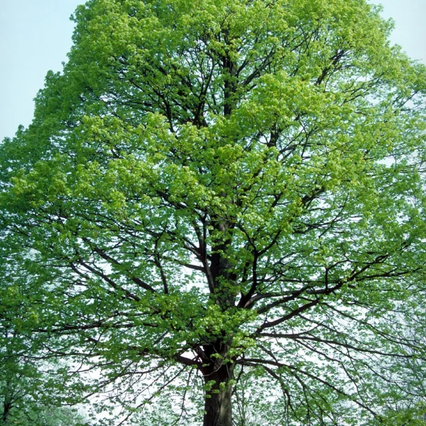 Tilia americana – American linden, Basswood