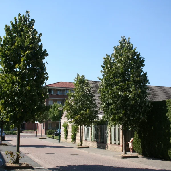 Tilia americana 'Moltkei' – Von Moltke's linden