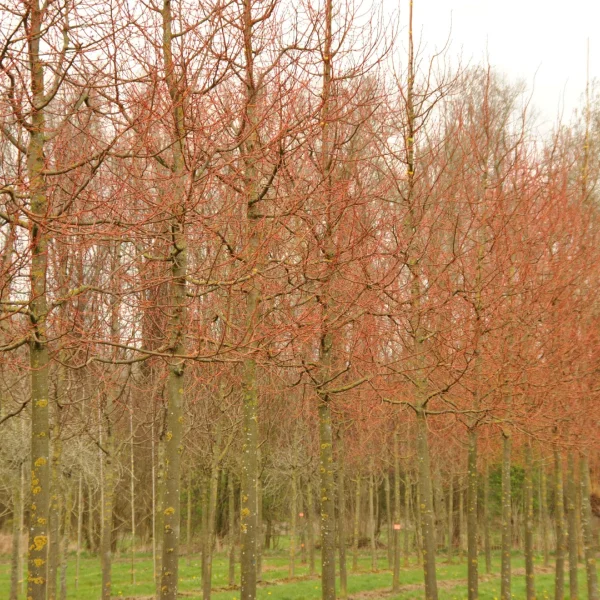 Tilia cordata 'Winter Orange' – Tilia cordata 'Winter Orange'