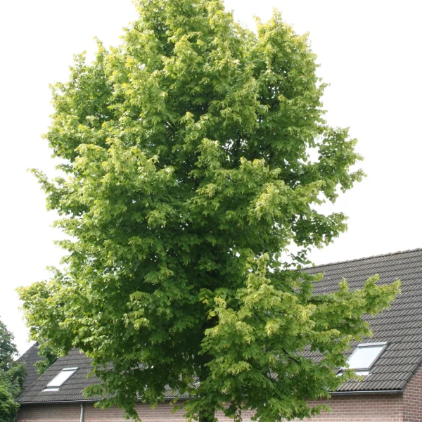 Tilia ×europaea 'Wratislaviensis' – Tilia ×europaea 'Wratislaviensis'