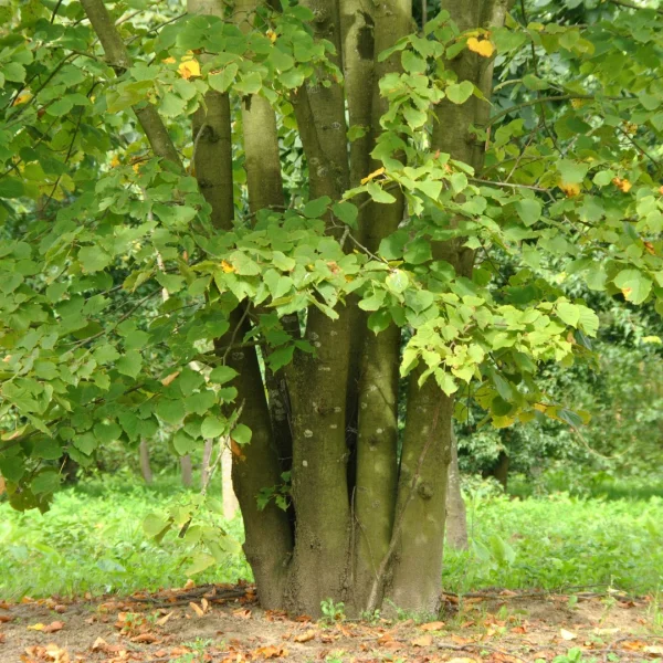 Tilia ×europaea 'Zwarte Linde' – Tilia ×europaea 'Zwarte Linde'