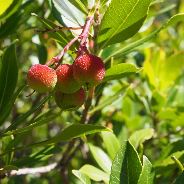 Arbutus unedo – Strawberry tree