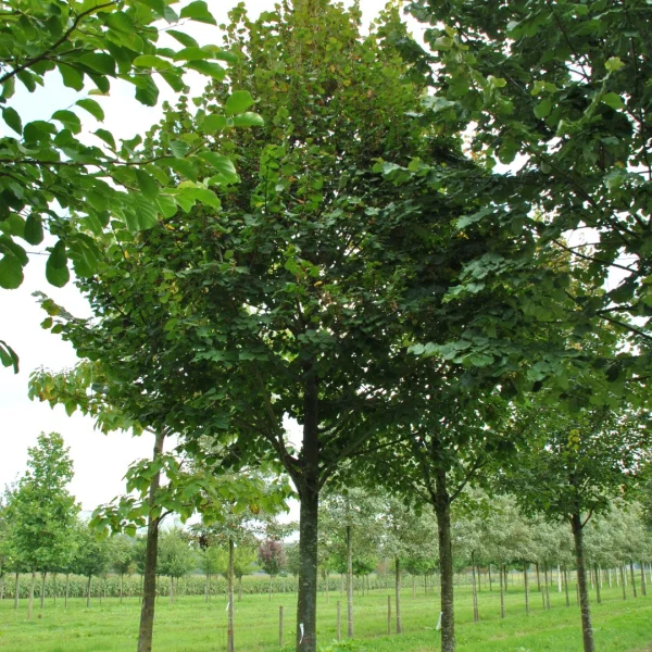 Tilia platyphyllos 'Fastigiata' – Tilia platyphyllos 'Fastigiata'