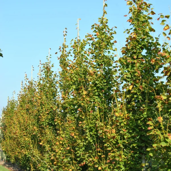 Tilia platyphyllos 'Pyramidalis Aurea' – Tilia platyphyllos 'Pyramidalis Aurea'