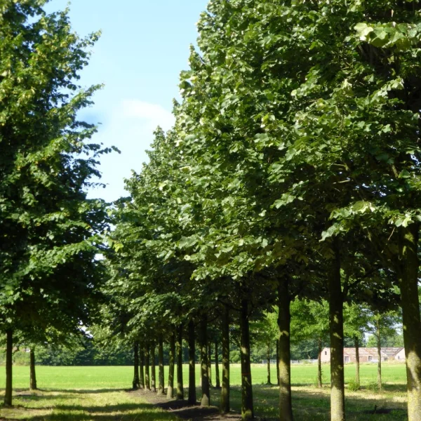 Tilia tomentosa 'Doornik' – Tilia tomentosa 'Doornik'