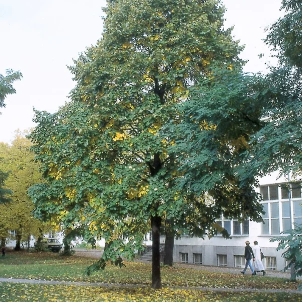Tilia tomentosa 'Varsaviensis' – Tilia tomentosa 'Varsaviensis'
