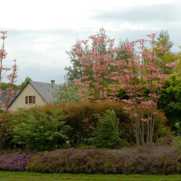 Toona sinensis 'Flamingo' – Toona sinensis 'Flamingo'