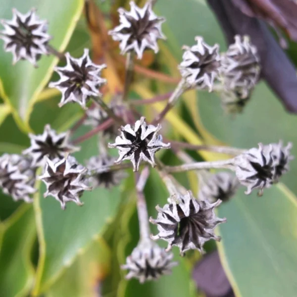 Trochodendron aralioides – Trochodendron aralioides