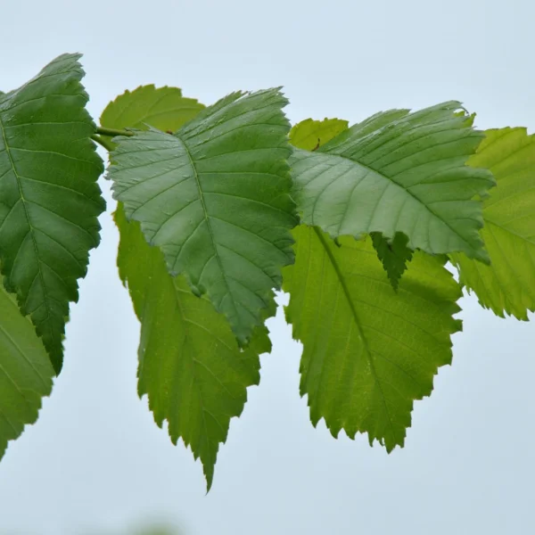 Ulmus americana 'Valley Forge' – Ulmus americana 'Valley Forge'