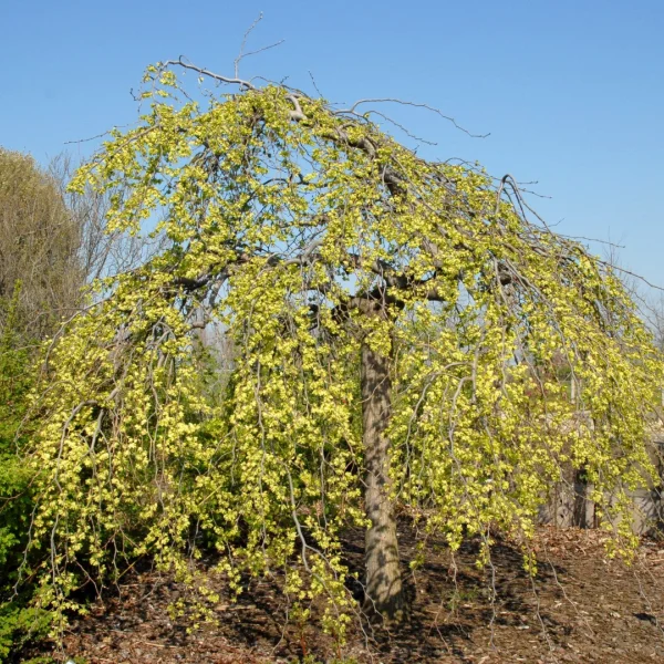 Ulmus glabra 'Pendula' – Weeping wych elm