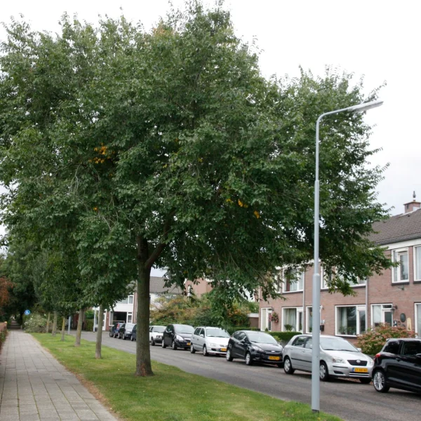 Ulmus ×hollandica 'Pioneer' – Ulmus ×hollandica 'Pioneer'