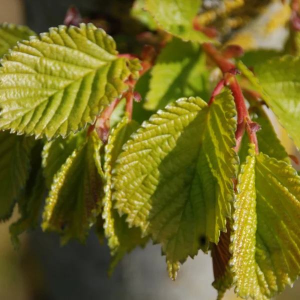 Ulmus ×hollandica 'Vegeta' – Ulmus ×hollandica 'Vegeta'