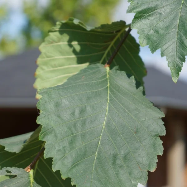 Ulmus laevis 'Helena' – Ulmus laevis 'Helena'