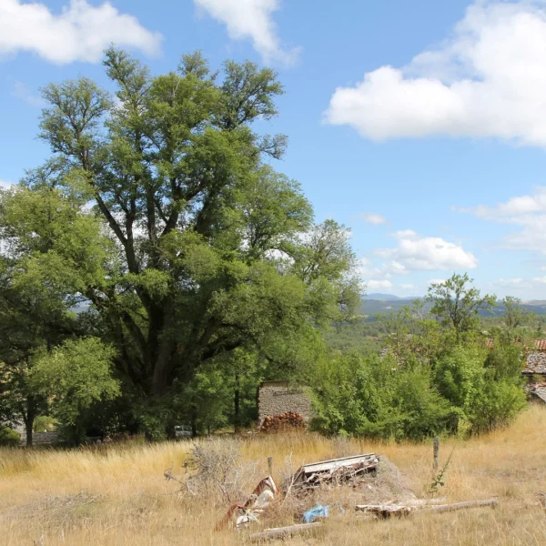 Ulmus minor – European field elm, Smooth-leaved elm
