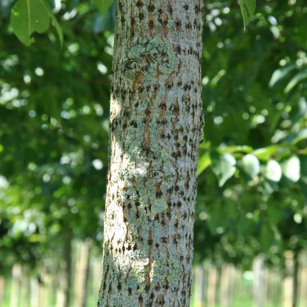 Ulmus 'New Horizon' – Ulmus 'New Horizon'