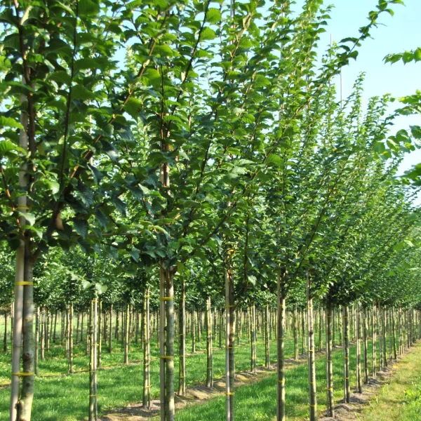 Ulmus VADA ('Wanoux') – Ulmus VADA ('Wanoux')