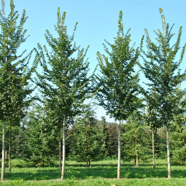 Ulmus LUTECE ('Nanguen') – Ulmus LUTECE ('Nanguen')
