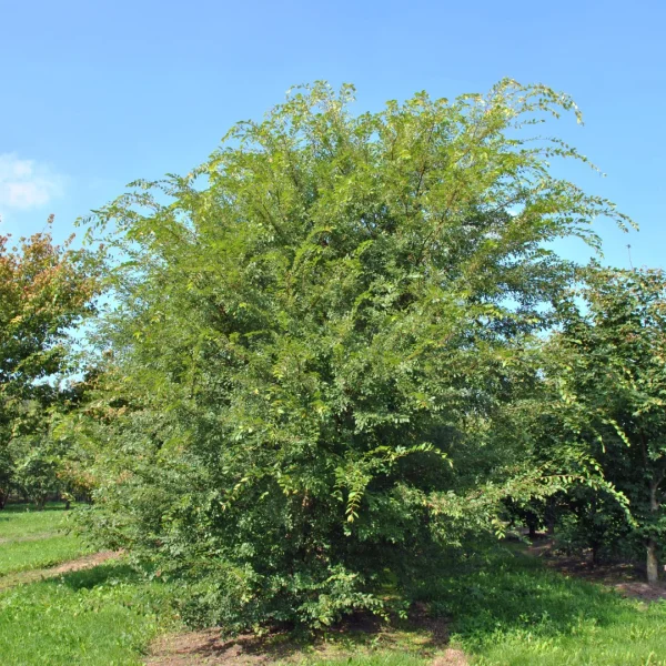 Ulmus parvifolia – Chinese elm, Lacebark elm