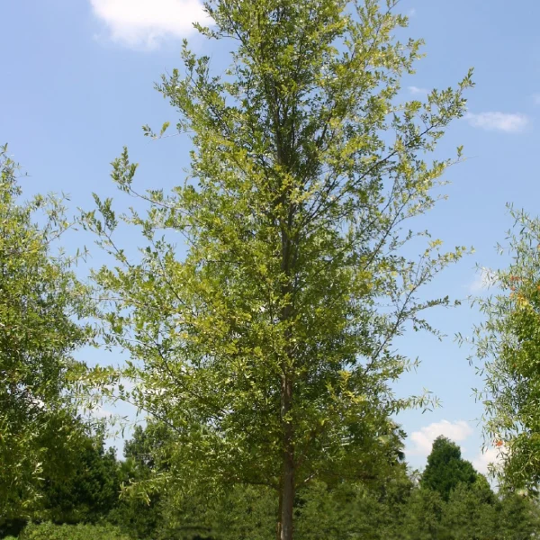 Ulmus parvifolia BOSQUE ('UPMTF') – Ulmus parvifolia BOSQUE ('UPMTF')