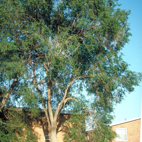 Ulmus pumila – Ulmus pumila