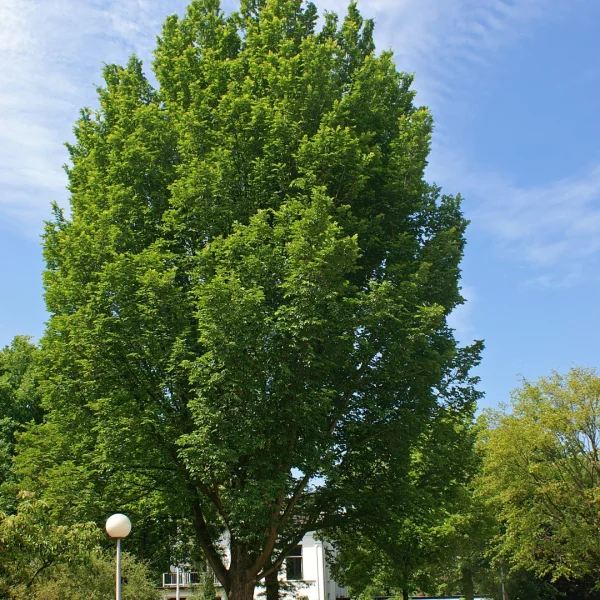 Ulmus 'Lobel' – Ulmus 'Lobel'
