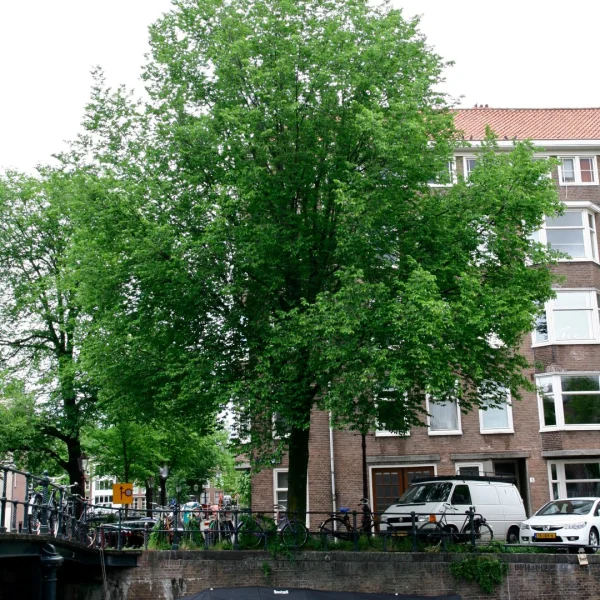Ulmus 'Plantijn' – Ulmus 'Plantijn'