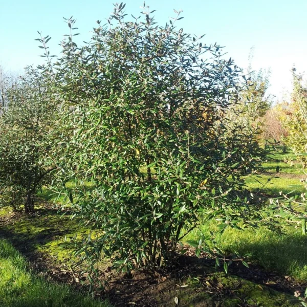 Viburnum burkwoodii – Viburnum burkwoodii