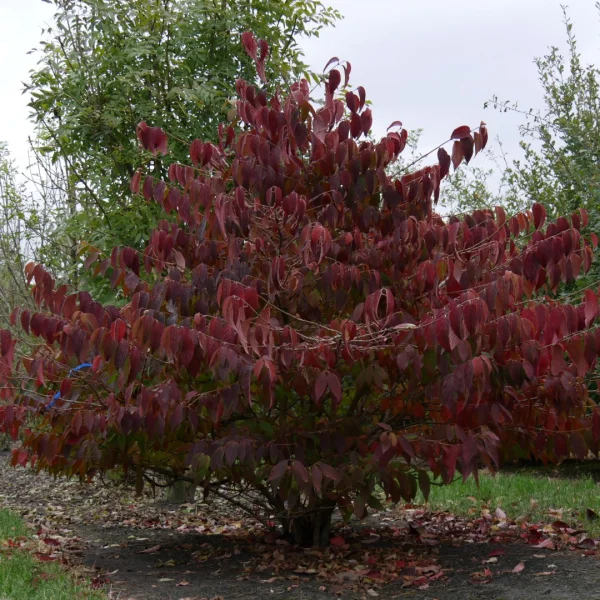 Viburnum plicatum 'Mariesii' – Viburnum plicatum 'Mariesii'
