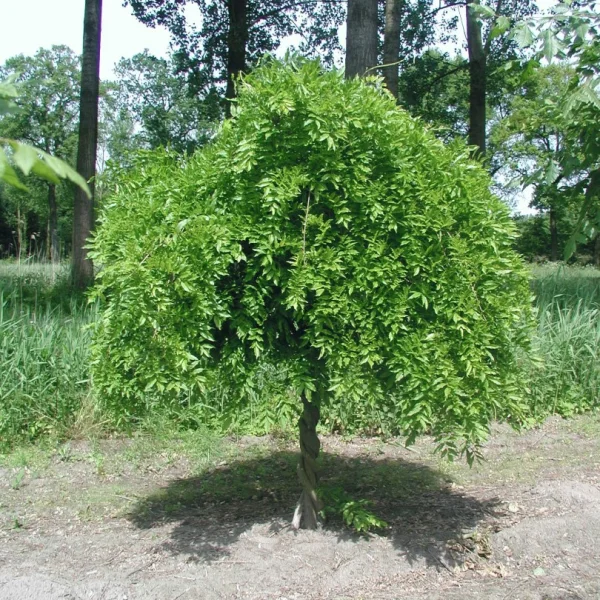 Wisteria sinensis – Wisteria sinensis