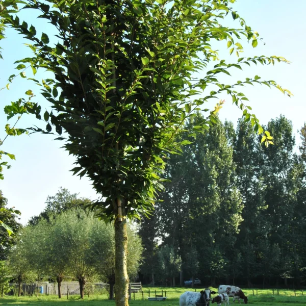 Zelkova serrata 'Fastigiata' – Zelkova serrata 'Fastigiata'