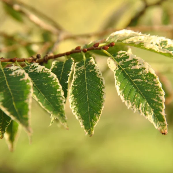 Zelkova serrata 'Variegata' – Zelkova serrata 'Variegata'