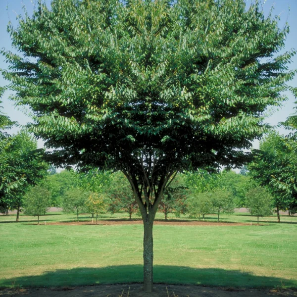 Zelkova serrata 'Village Green' – Zelkova serrata 'Village Green'