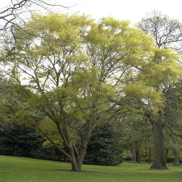 Zelkova sinica – Chinese zelkova
