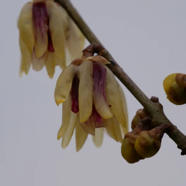 Chimonanthus praecox – Chimonanthus praecox