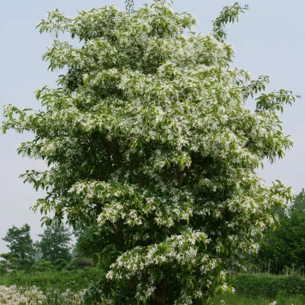 Chionanthus retusus – Chionanthus retusus