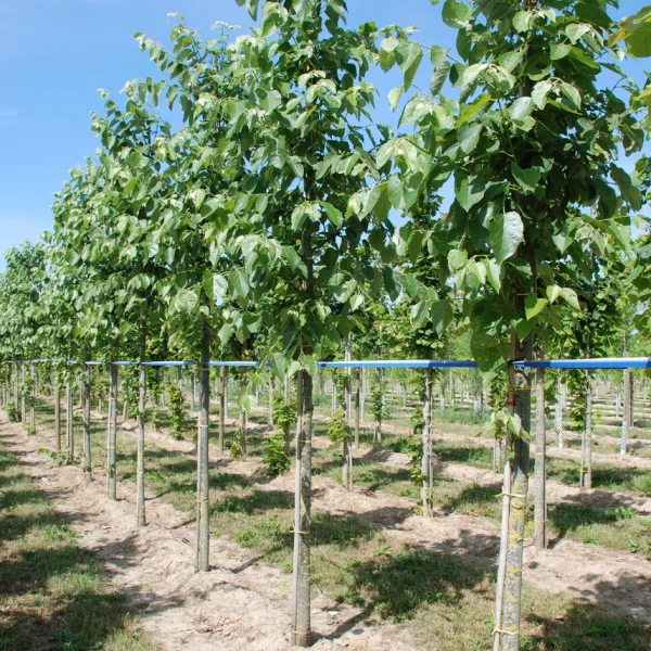 Tilia tuan var. chenmoui – Tilia tuan var. chenmoui