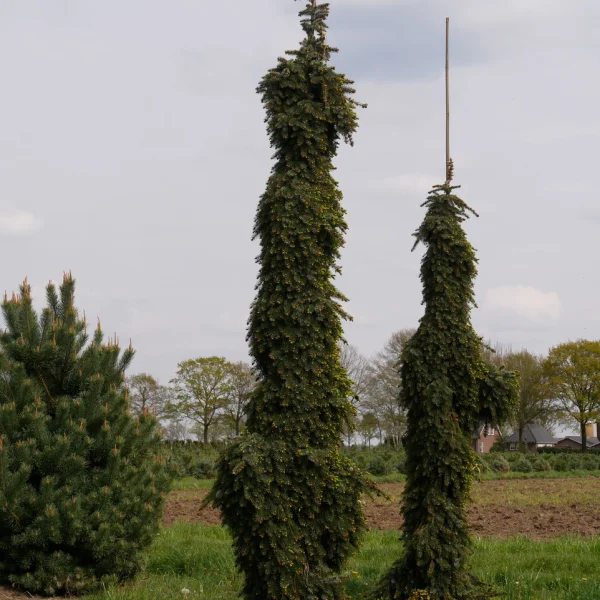 Picea omorika 'Pendula' – Picea omorika 'Pendula'