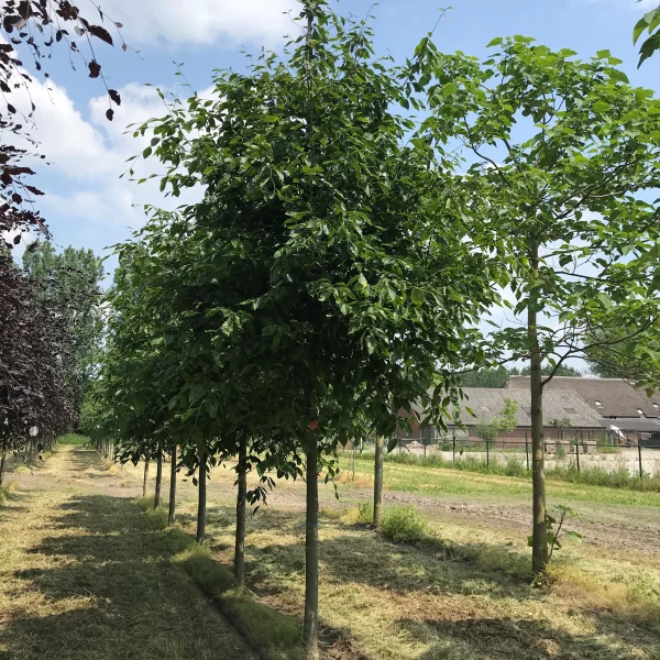Fagus sylvatica 'Grandidentata' – Fagus sylvatica 'Grandidentata'