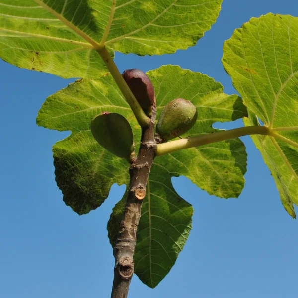 Ficus carica – Fig