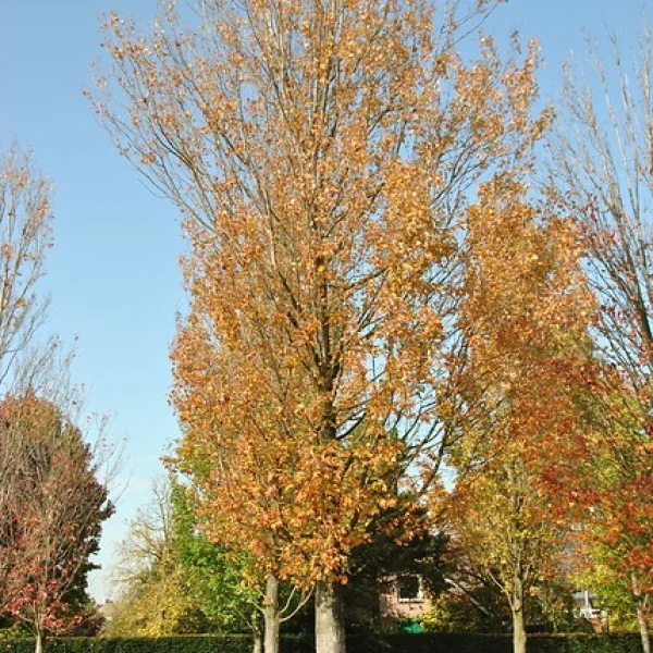 Acer rubrum 'Gerling' – Acer rubrum 'Gerling'