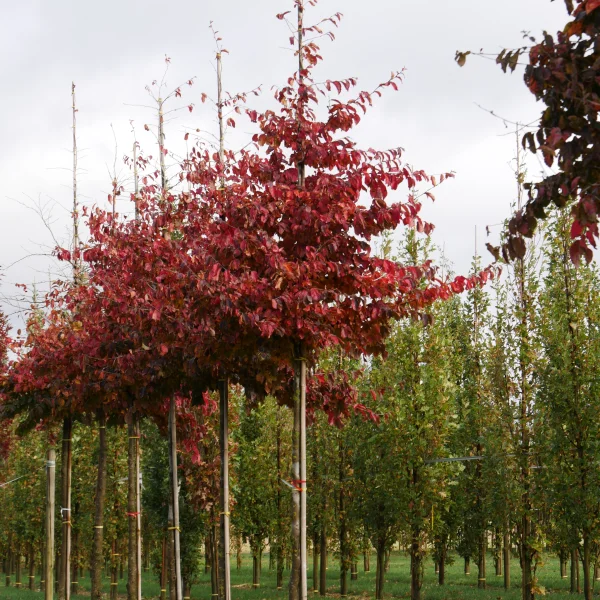 Parrotia persica – Persian ironwood