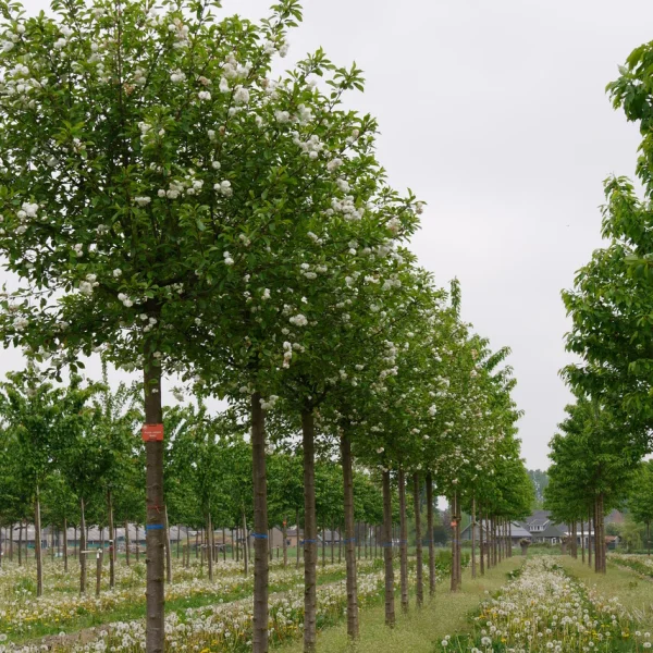 Prunus cerasus 'Rhexii' – Prunus cerasus 'Rhexii'