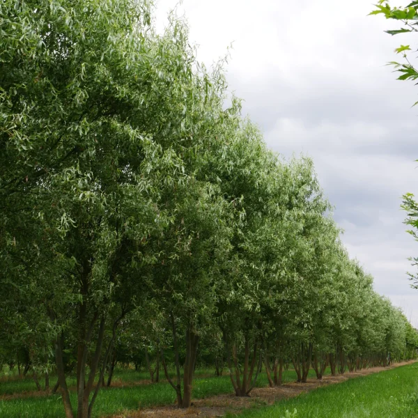 Salix babylonica 'Tortuosa' – Dragon's claw willow