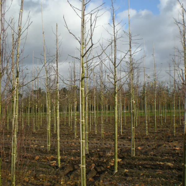 Sorbus domestica – Service tree