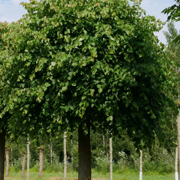 Tilia cordata 'Lico' – Tilia cordata 'Lico'