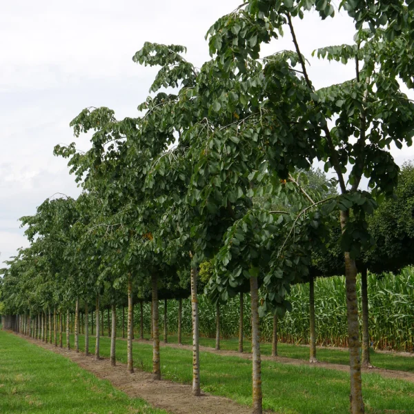 Ulmus 'Camperdownii' – Camperdown elm