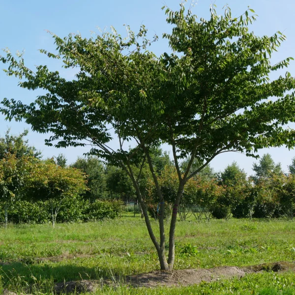 Zelkova schneideriana – Zelkova schneideriana