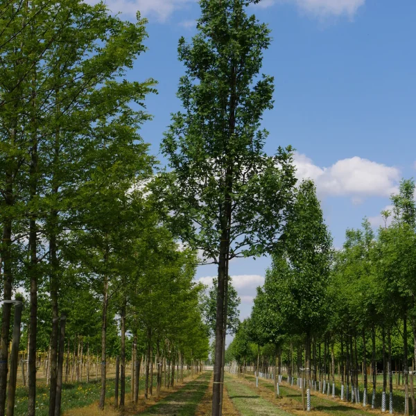 Malus trilobata – Malus trilobata